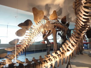 Naturalis Dino skelet
