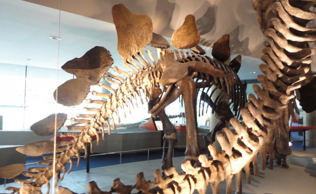 Naturalis Dino Skelet