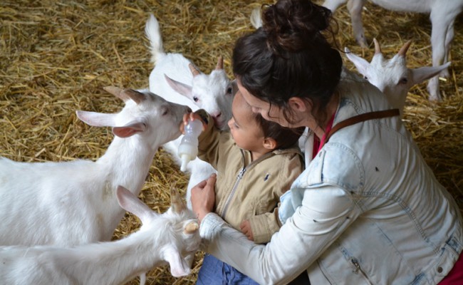 Boerderij ‘t Geertje lammetjes geiten melk geven
